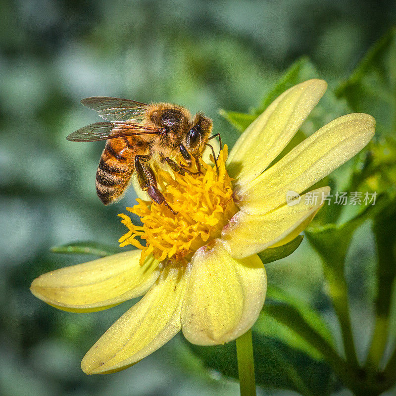 法国蜜蜂(Apis mellifera)和大丽花(dahlia)。